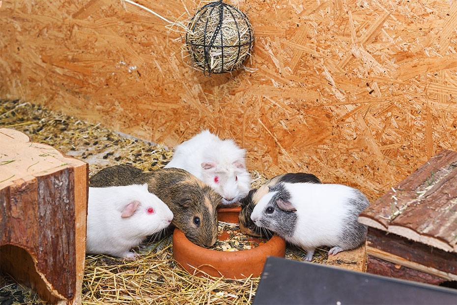 Foto aus der Fotogruppe 