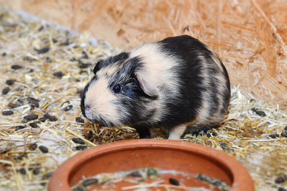 Foto aus der Fotogruppe 